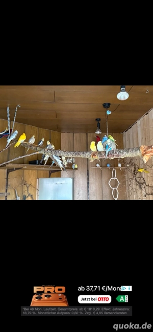 zuchtaufgabe wellis nypensittich  Bild 3