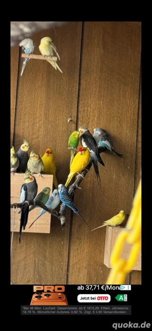 zuchtaufgabe wellis nypensittich  Bild 5