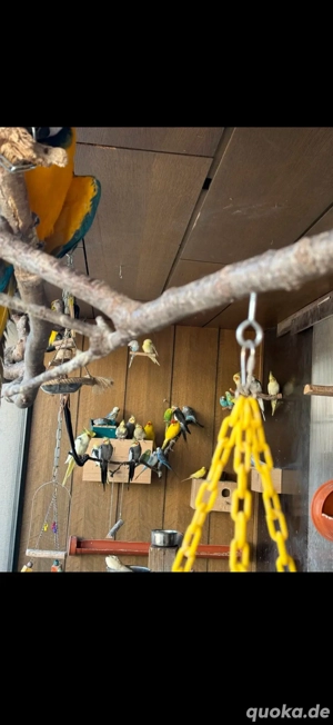 zuchtaufgabe wellis nypensittich  Bild 4