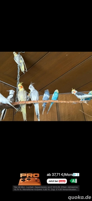 zuchtaufgabe wellis nypensittich  Bild 7