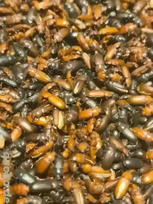 Mehlkäfer (Mehlwürmer)