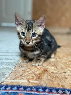 Bengal junge sucht ein zuhause 