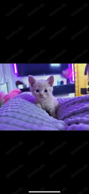 Bkh kitten zu verkaufen 