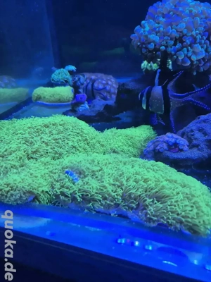 Briareum sp. 'Green korallen 