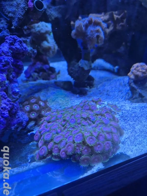 korallen krustenanemone 