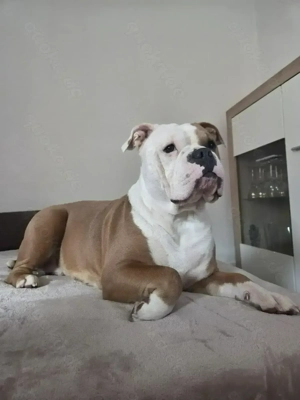 OEB MIX Wurfankündigung November 2025  