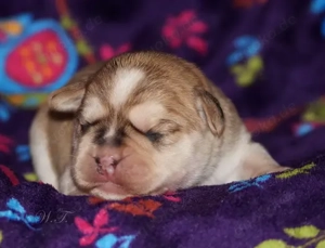 Französische Bulldoggen Welpen - Frengle