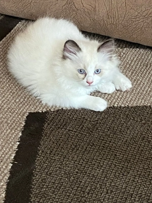 Reinrassige Ragdoll Kitten