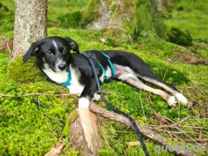 Phoebe - Glückshündin&Kampfkuschlerin