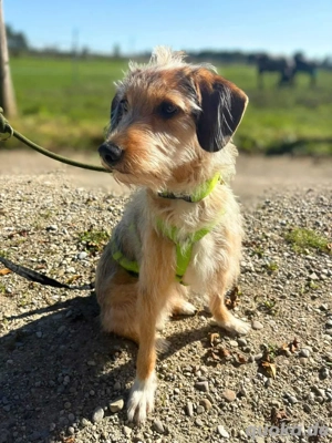 Layla - Einzelprinzessin