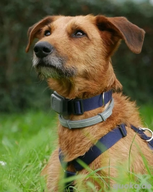 Toffee - ist souverän