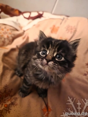 Langhaar-Mischlings Kätzchen 