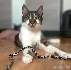 Anubis sucht ein neues liebevolles zu Hause