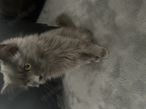 BLH anzugeben in Not 