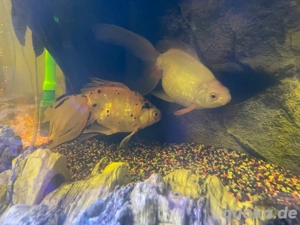 Goldfisch Fancy Tail