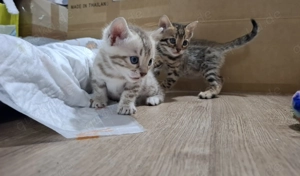 Bengal kitten zu verkaufen reinrassig jetzt 5 wochen alt.