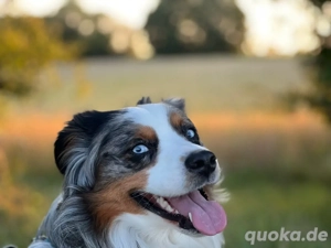 Suche liebevollen Hundesitter für Mini Australian Shepherd