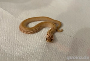 0.1 Toffee Belly Superconda(Candy)