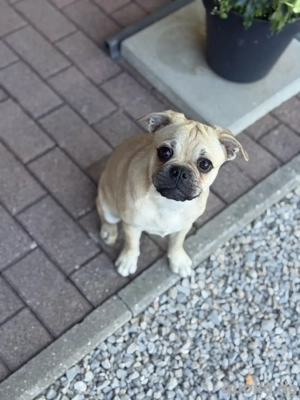 Traumzuhause für eine Frops Hündin gesucht