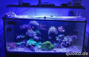 Red Sea Reefer 425 XL V3 komplett mit Technik und Besatz