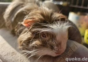 Schöne Meerschweinchen Boys 