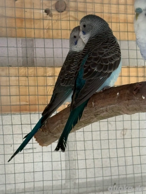 Wellensittich Blackwing 