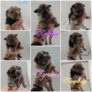 Continental Old English Bulldog OEB Welpen 