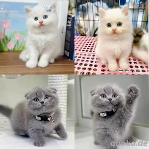 Britisch Kurzhaar-Kätzchen