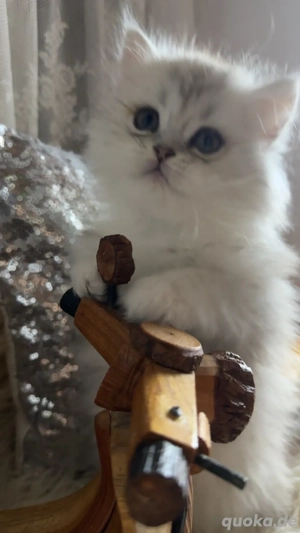 wunderschöne Persekitten  suchen ein liebevolles neues Zuhause  Bild 4