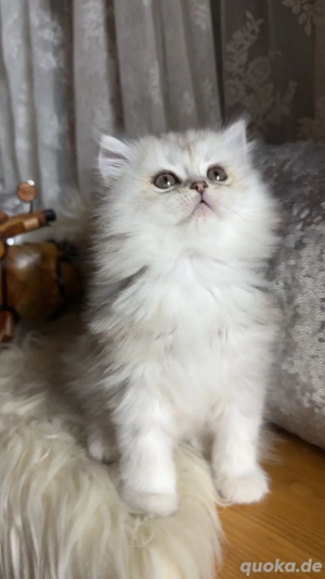 wunderschöne Persekitten  suchen ein liebevolles neues Zuhause 