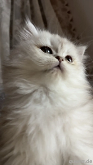 Persekitten (Marie) sucht ein liebevolles neues Zuhause