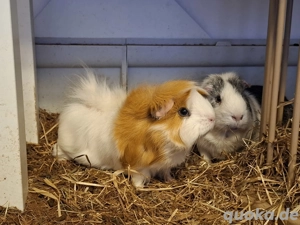 meerschweinchen weibchen gesucht