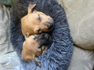 Phu Quoc Dog Welpen  Bild 5