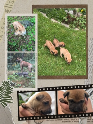 Phu Quoc Dog Welpen  Bild 3