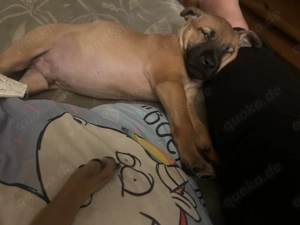 Phu Quoc Dog Welpen  Bild 2