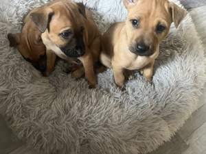 Phu Quoc Dog Welpen  Bild 4