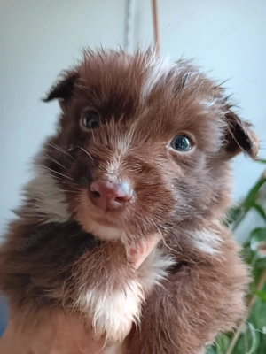 3 Welpen Altdeutscher Schäferhund