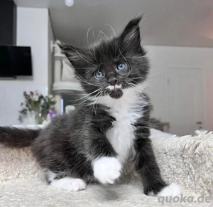 Bezaubernde Maine-Coon-Kater suchen ein liebevolles Zuhause! Wir haben einige süße, 