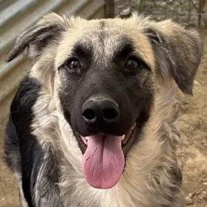 Anakin, geb. ca. 03 2025, lebt in GRIECHENLAND, auf einer privaten Pflegestelle