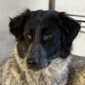 Ashwin, geb. ca. 12 2024, lebt in GRIECHENLAND