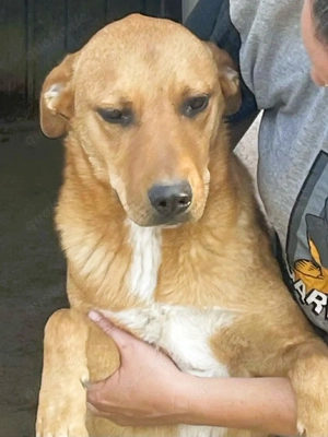 Herzensbrecher und Sunnyboy  Sancho  - sucht seine Familie