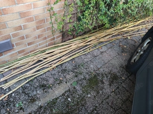 frische Bambusstäbe