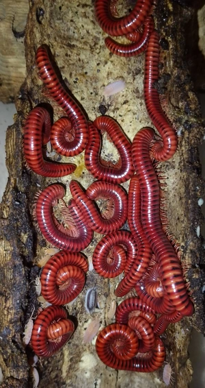 centrobolus splenditus, Tausendfüßer 