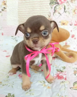 Liebevolle Chihuahua-Welpen.