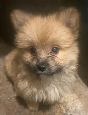 Kleinspitz-Yorkshire Terrier Mixe