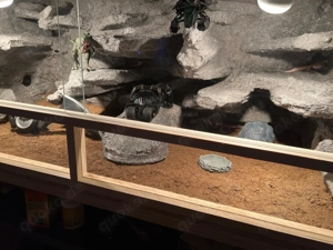 Leopardgecko Weibchen (Super Giant)(+Terrarium | Batman Bat Cave)