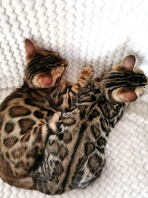 Exklusive Bengalkätzchen aus Premium-Hobbyzucht 