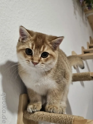 BKH golden black shaded