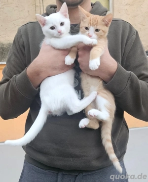 Katzen  bedie  saubere