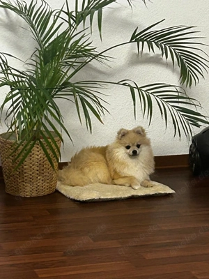 Zwergspitz 7 Monat alt 